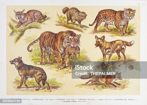 istock Wolf,  Fox, Hyena dog, Royal tiger, Jaguar, Lynx, Wildcat chromolithographs 1888 1332557720