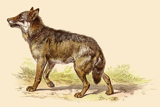 ilustrações de stock, clip art, desenhos animados e ícones de wolf illustration 188 - lobo cão selvagem