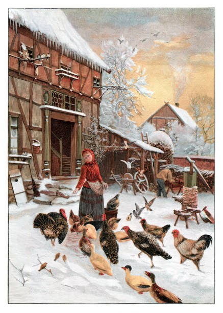 illustrations, cliparts, dessins animés et icônes de femme nourrissant des poulets et des canards en hiver dans un village rural 1896 - portrait agriculteur