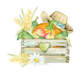 istock Wooden box, apples pumpkin, pears, chamomile, wheat ears, straw hat, grass. Watercolor concept on an isolated background. 1388150699