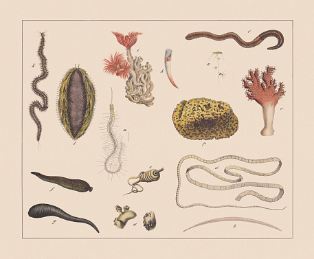Worms: a) Coenurus cerebralis (left: enlarged part); b) Large roundworm (Ascaris lumbricoides); c) Guinea worm (Dracunculus medinensis); d) Pork tapeworm (Taenia solium); e) Common earthworm (Lumbricus terrestris); f) Medicinal leech (Hirudo medicinalis); g) Horse-leech (Haemopis sanguisuga); h) Tooth shell (Antalis entalis); i) Calcareous tubeworm (Serpula vermicularis ); k) Polychaete worm (Perinereis cultrifera); l) Sea mouse (Aphrodita aculeata); m) Beaked nais (Nais proboscidea); n) Green hydra (Hydra viridissima); o) Red dead man's fingers (Alcyonium palmatum); p) Bath sponge (Spongia officinalis). Chromolithograph, published in 1882.