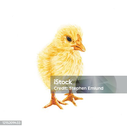 istock Yellow Baby Chick - Original Watercolor Painting 1215209433