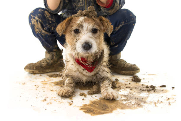 grappige vuile hond en kind. jack russell hond en boy dragen laarzen na spelen in een plas modder. geïsoleerde studio schot tegen de witte achtergrond. - muddy shoes stockfoto's en -beelden