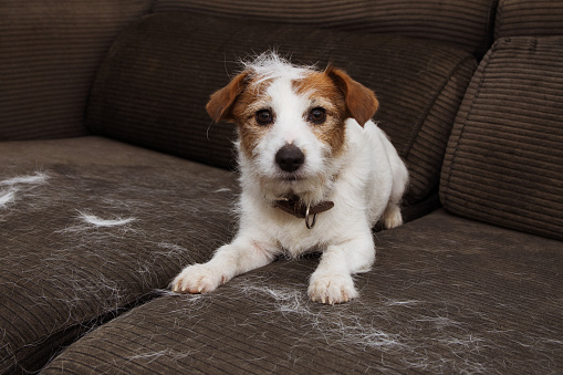 pet shedding hair on couch