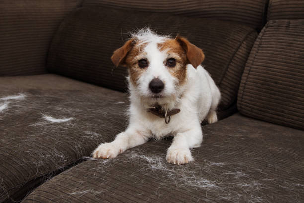 FURRY JACK RUSSELL DOG, SHEDDING HAIR DURING MOLT SEASON PLAYING ON SOFA. FURRY JACK RUSSELL DOG, SHEDDING HAIR DURING MOLT SEASON PLAYING ON SOFA. animal hair stock pictures, royalty-free photos & images