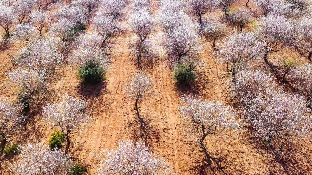 FIELD OF FLOWERED ALMOND TREES stock photo