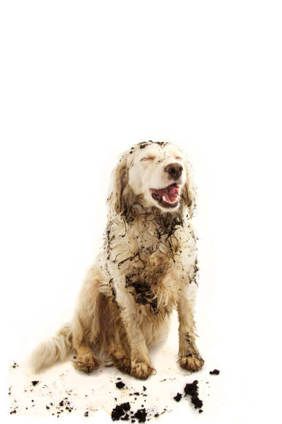 HAPPY DIRTY DOG. FUNNY MUDDY PUPPY  MAKING A FACE AFTER PLAY INA MUD PUDDLE. ISOLATED STUDIO SHOT AGAINST WHITE BACKGROUND. HAPPY DIRTY DOG. FUNNY MUDDY PUPPY  MAKING A FACE AFTER PLAY INA MUD PUDDLE. ISOLATED STUDIO SHOT AGAINST WHITE BACKGROUND. mud stock pictures, royalty-free photos & images