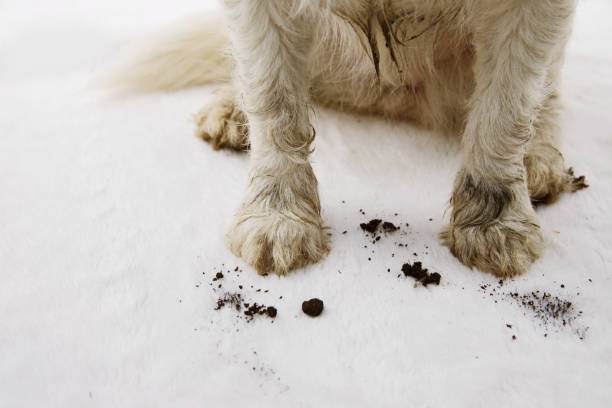 CLOSE-UP DIRTY AND MUDDY DOG CARPET AT HOME.  paw stock pictures, royalty-free photos & images