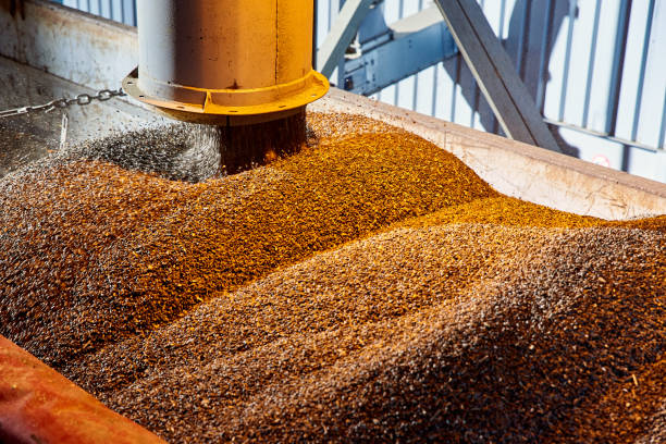 SUNFLOWER GRAINS ARE SUPPLIED BY A PIPE INTO THE ELEVATOR FOR DRYING AND STORAGE. SUNFLOWER GRAINS ARE SUPPLIED BY A PIPE INTO THE ELEVATOR FOR DRYING AND STORAGE. drying stock pictures, royalty-free photos & images