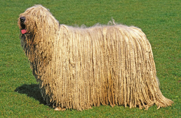 KOMONDOR DOG, ADULT ON GRASS stock photo