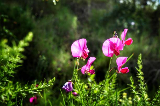 PINK FLOWERS Laporta stock pictures, royalty-free photos & images