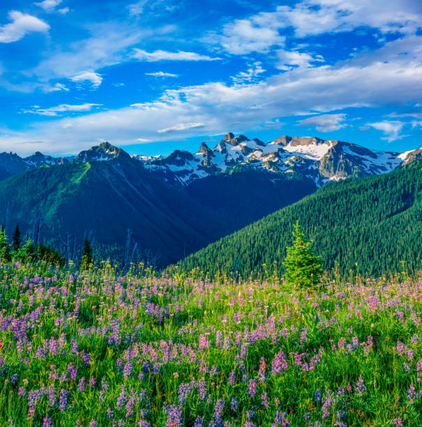 SPRINGTIME MORNING AT MOUNT RAINIER NATIONAL PARK, WA SPRINGTIME LUPIN WILDFLOWERS AT SUNRISE RIDGE MOUNT RAINIER NATIOAL PARK, WA cascade range stock pictures, royalty-free photos & images