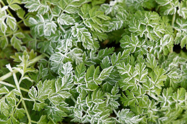 green leaf in winter with snow flakes and frost - frozen leaf bildbanksfoton och bilder