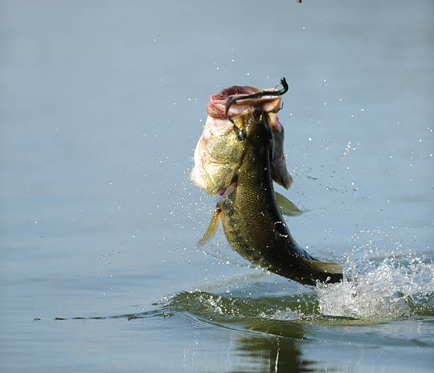 JUMPING BASS Largemouth bass fishing Strike King Lure fish jumping out of the water with lure. bass fish jumping stock pictures, royalty-free photos & images