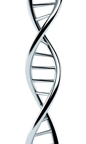 DNA DNA isolated on white background helix model stock pictures, royalty-free photos & images