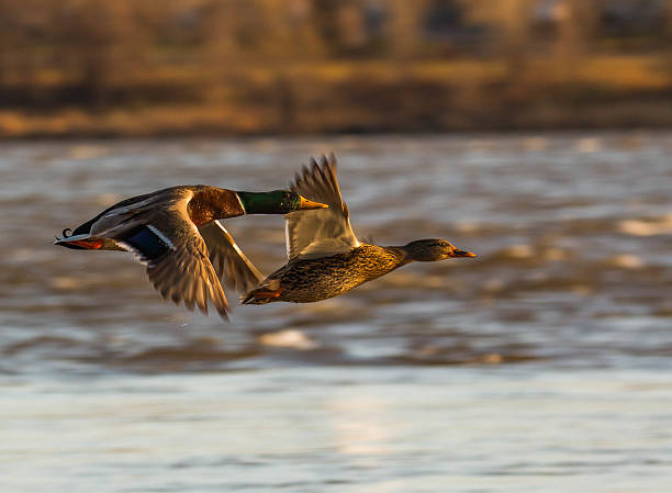 flying ducks - jagende dieren stockfoto's en -beelden