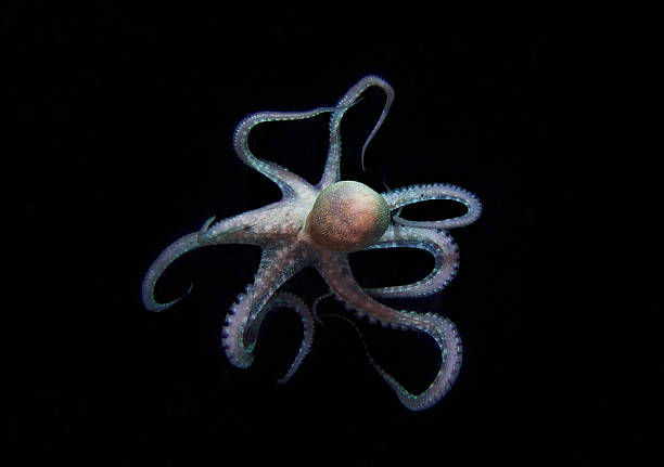 THE RUNAWAY OCTOPUS IN BLACK BACKGROUND stock photo