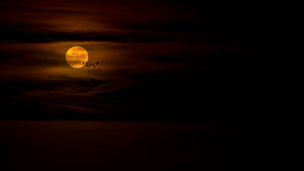 RED MOON Birds silhouette over big red moon blood moon stock pictures, royalty-free photos & images