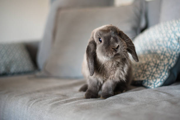 kelinci lucu di sofa - hewan peliharaan potret stok, foto, & gambar bebas royalti