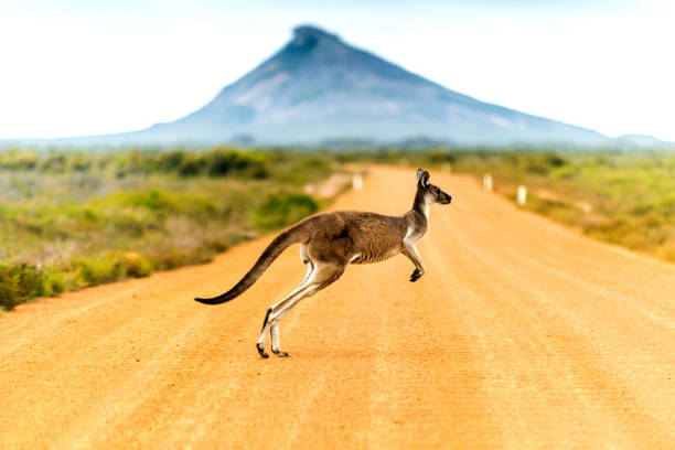 1399 Kangaroo crossing dirt road in Western Australia. australia stock pictures, royalty-free photos & images