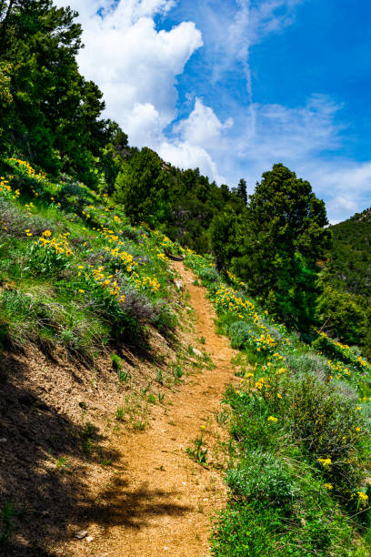 0000239_Yellow wildflowers line the Pole Canyon Tail at Great Basin National Park, Nevada_4653 Arrowleaf balsamroot wildflowers line the Pole Canyon Trail at Great Basin National Park. great basin stock pictures, royalty-free photos & images