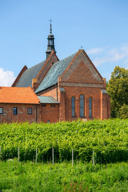 13th century brick Dominican Church and Convent of St. James and cloister vineyard, Sandomierz, Poland. stock photo
