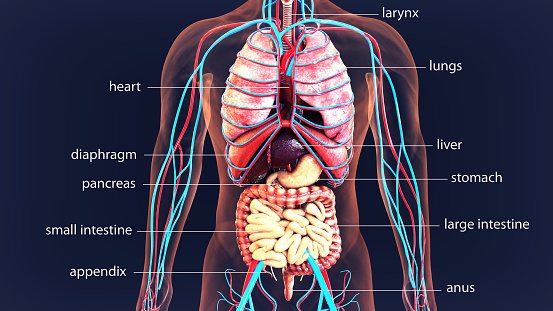 3d Illustration Human Body Organs Human Body System Stock Photo - Download Image Now - iStock