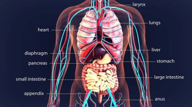 3d illustration human body organs .human body system. stock photo