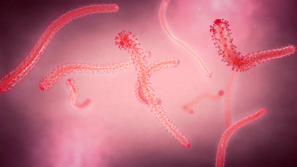 3d illustration of a close-up view of a few twisting Ebola fever pathogens stock photo