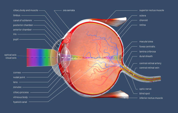 설명과 비문 인간의 눈의 단면 3d 그림 - 눈 신체 부분 뉴스 사진 이미지