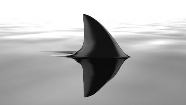 3d illustration of a shark swimming in a dark setting 3d illustration of a shark swimming in a dark setting animal fin stock pictures, royalty-free photos & images