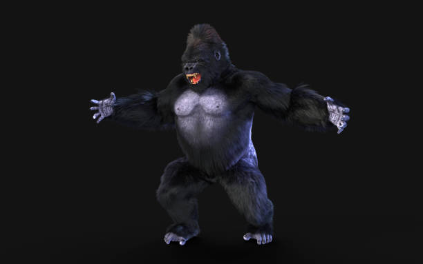 3d Illustration of a silverback gorilla on dark background with clipping path. Portrait of a male gorilla on a black background, severe silverback, Grave look of the great ape, the most dangerous and biggest monkey of the world. king kong monster stock pictures, royalty-free photos & images