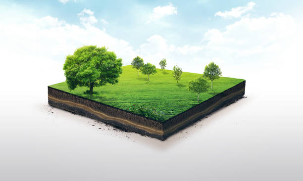 3d illustration of a soil slice, green meadow with trees isolated on white illustration for companies, artists, designers grounds stock pictures, royalty-free photos & images