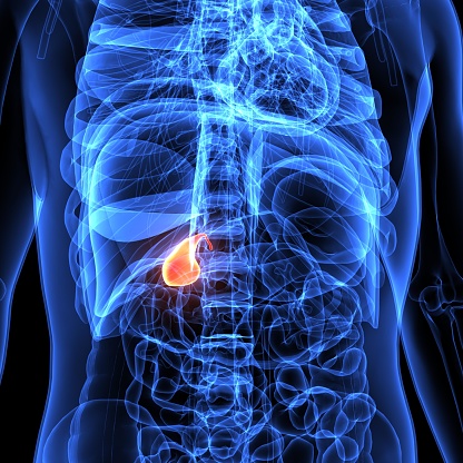 3d Illustration Of Human Body Gallbladder Anatomy Stock Photo ...