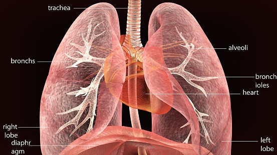 3d Illustration Of Human Body Lungs Anatomy Stock Photo - Download