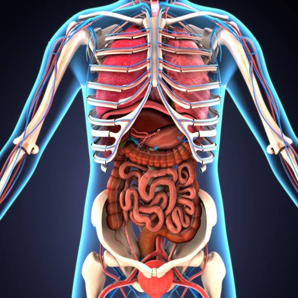 3d illustration of human body organs The human body is the entire structure of a human being. It is composed of many different types of cells that together create tissues and subsequently organ systems. They ensure homeostasis and the viability of the human body. human internal organ stock pictures, royalty-free photos & images