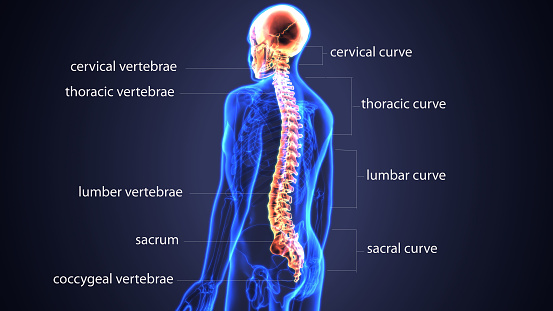 Back Of Skull Anatomy : Head And Neck Nerves Innervation In Detail