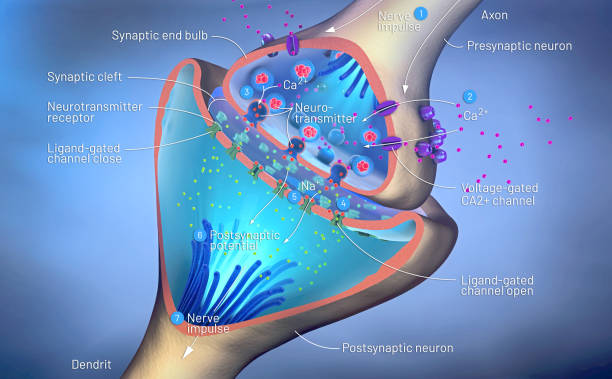 3d illustration of the scientific function of a synapse or neuronal connection with a nerve cell 3d illustration of the scientific function of a synapse or neuronal connection with a nerve cell neurotransmitter stock pictures, royalty-free photos & images