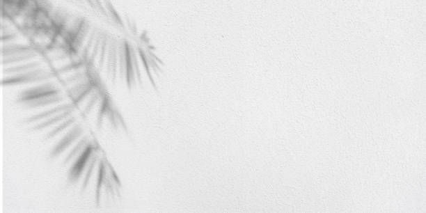 3d palm tree shadow on white wall surface with copy space. stock photo