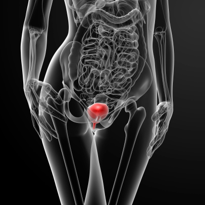 bladder anatomy female 3d ray render uterus royalty illustration human relation renal body lateral urinary gograph side drawings