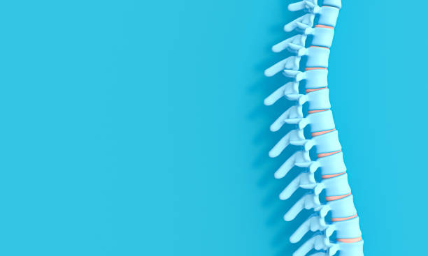 3d render image of a spine on a blue background. 3d render image of a spine on a blue background. concept of health and back problems. animal bone stock pictures, royalty-free photos & images