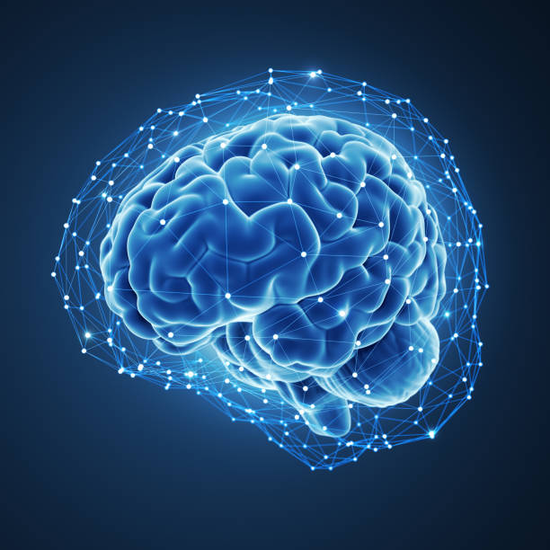 3d rendered human brain. stock photo