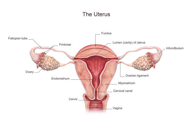 3d rendered illustration of the Uterus. stock photo