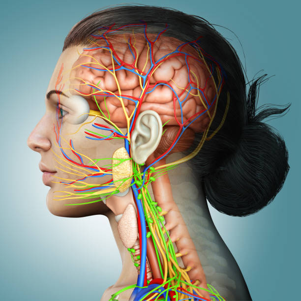 3d rendered medically accurate illustration of a female brain anatomy 3d rendered medically accurate illustration of a female brain anatomy vagus nerve stock pictures, royalty-free photos & images