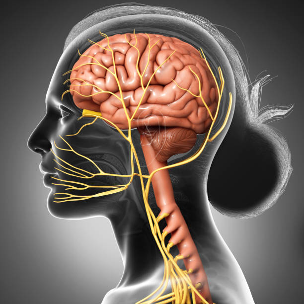 3d rendered medically accurate illustration of a female brain anatomy 3d rendered medically accurate illustration of a female brain anatomy vagus nerve stock pictures, royalty-free photos & images