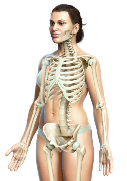 3d rendered, medically accurate illustration of a female skeleton system 3d rendered, medically accurate illustration of a female skeleton system pelvis photos stock pictures, royalty-free photos & images