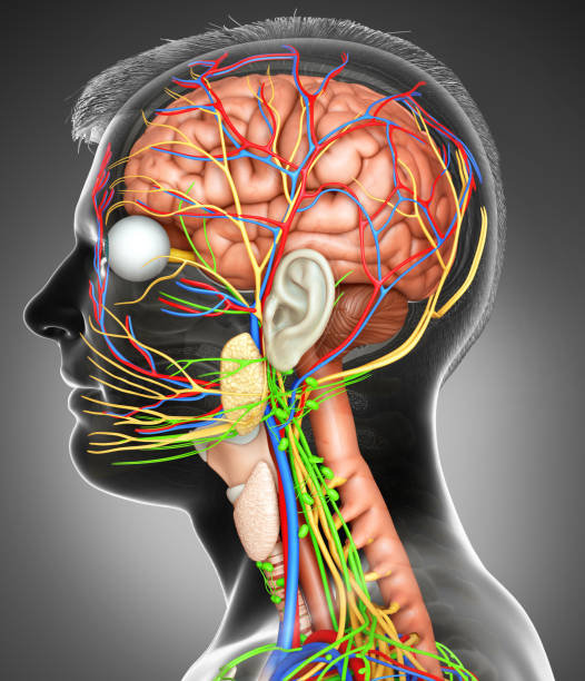 3d rendered medically accurate illustration of a male brain anatomy 3d rendered medically accurate illustration of a male brain anatomy vagus nerve stock pictures, royalty-free photos & images