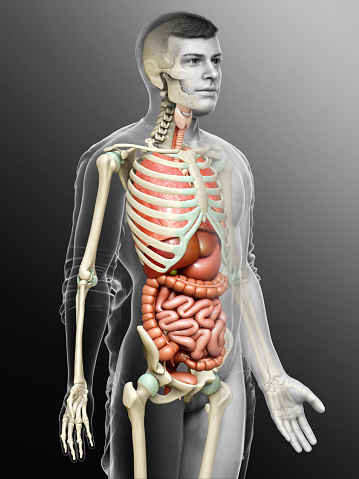 Male Internal Organs : Diagram Of Male Internal Organs / Amazon Com
