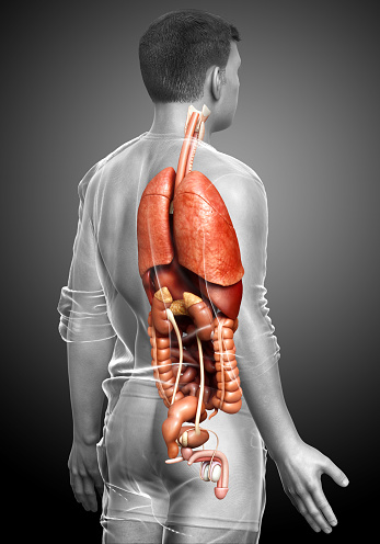 3d Rendered Medically Accurate Illustration Of Male Internal Organs