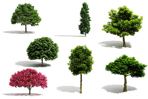 pacote de árvore 3d-render no fundo branco - arvores 3d - fotografias e filmes do acervo